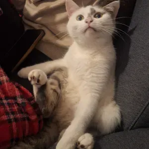 Pet-sitter à Perpignan et alentours 