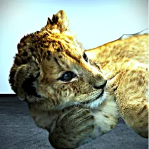 Canguro para contratar