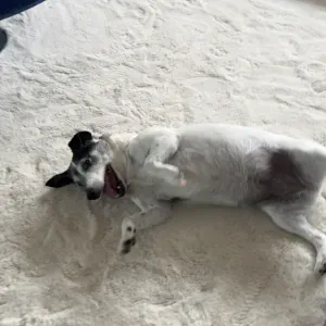 Garde de chien sur strasbourg ou sarreguemines