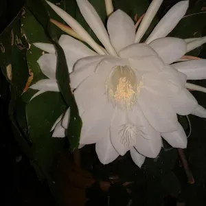 Femme de ménage,aide à domicile 