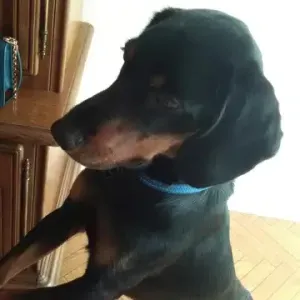 cherche pour olympe un petsister