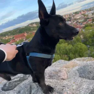 Nakvynė Bondui savaitei 07.18