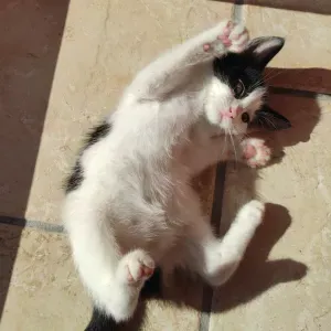 Pet-Sitter disponible à talence