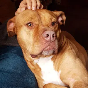 Pet-sitter Luxembourg (dog cat lover )