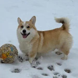 recherche pet-sitter pour mon toutou