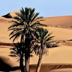 Femme de ménage avec expérience pro