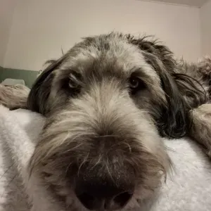 Pet sitter aux alentours de combourg! 