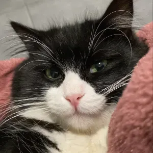 Pet sitting em Braga a sua disposição 