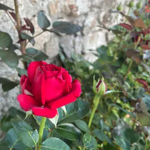 Baby sitter après école/temps partiel 