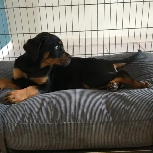 Cherche gardienne pour mon chiot de 6 mois à mon domicile