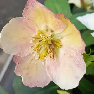 Auxiliaire de vie sociale seine et marne 