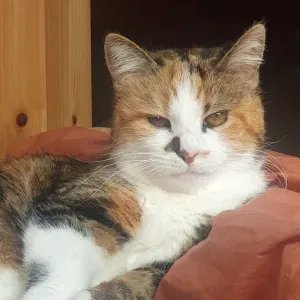 Cat-sitter dans le Puy-de-Dôme ^. .^₎Ⳋ