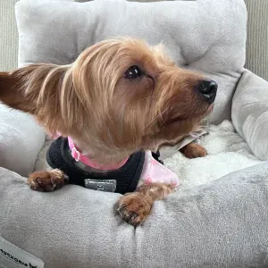 Contratar petsitter