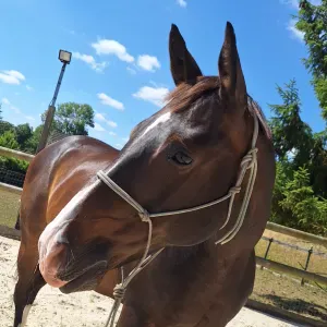 Garde d'animaux aux alentour de Sens (89) et Courtenay (45)
