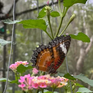 Cerco servizio pulizie 