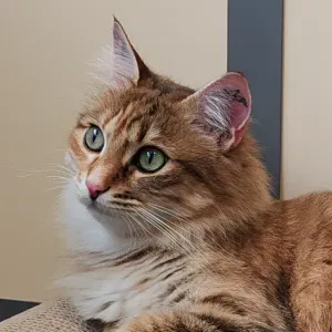 Recherche pet-sitter pour mon chat