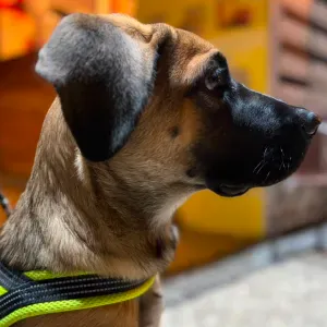Emprego de petsitter em Portimão