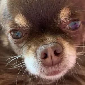 Aide menagere quesnoy sur deule