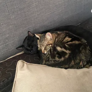 Pet-Sitter autour de Theziers !