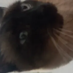 A la recherche d'un cat sitter