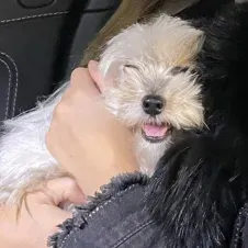 Services de Petsitting Dévoués🐶💗