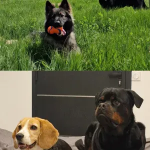 Pet-sitter sur Menton, Nice et ses alentours