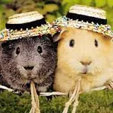 gardiennage rongeurs uniquement.