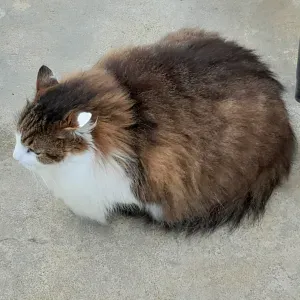 Recherche pet-sitter pour donner à manger à mon chat