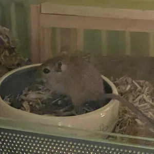 À la recherche d un e pet sister.