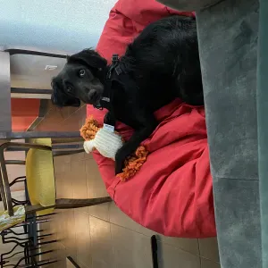 A la recherche d'un pet sitter