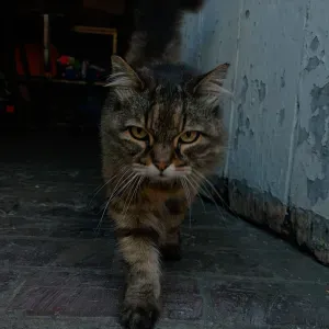 Pet-sitter sérieuse  au Mans 😊