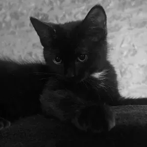 Baby-sitter disponible à Kaysersberg !!