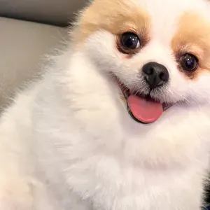 Petsitter wanted in London