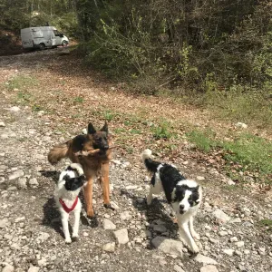 Recherche d'une pet-sitter