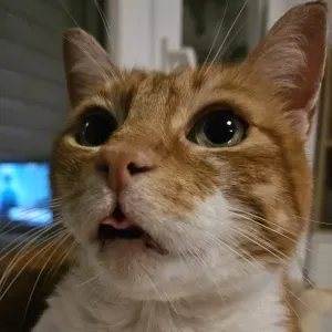 Garde de chien/chat en Alsace 