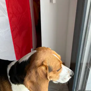 Procura-se ajuda para limpeza regular da casa