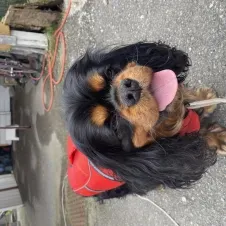 Là pour vos toutous