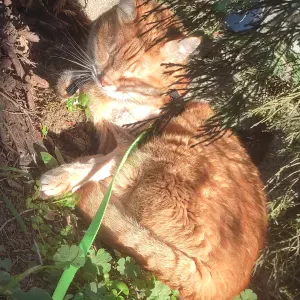 Pet-sitter autour de fos sur mer 