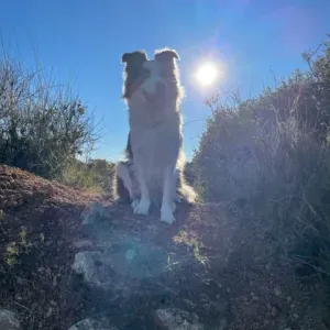 Comportementaliste-éducatrice CANIN, auxiliaire vétérinaire