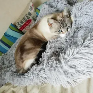 Garde d'animaux, visites à domicile et promenades