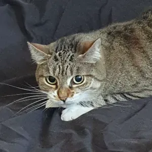 Votre homme de ménage à domicile sur Nancy !