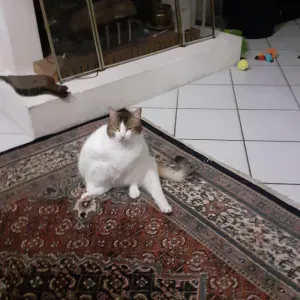 cherche femme de ménage