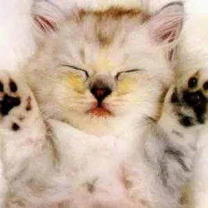 Cuidadora (integradora social)