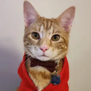 Recherche catsitter pour mon chat Roméo ✨🐱