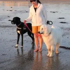 Surveillance, Repas et promenade pour votre animal