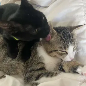 Pet-Sitter, Valenton (94), 10h/semaine