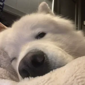 À la recherche d'un pet-sitter