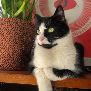 À la recherche d'un/une pet-sitter