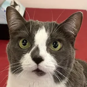 Pet-sitter à Amiens et alentours