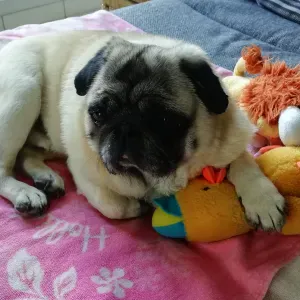 Pet sitter mordelles 35310  campagne